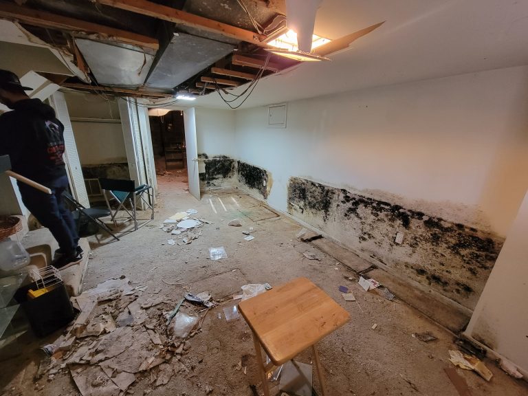 Professional Mold removal services in Washington DC