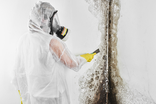 Professional mold removal services in Maryland