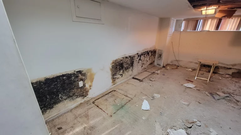 Commercial Property Mold Remediation in Vienna, Virginia (1)