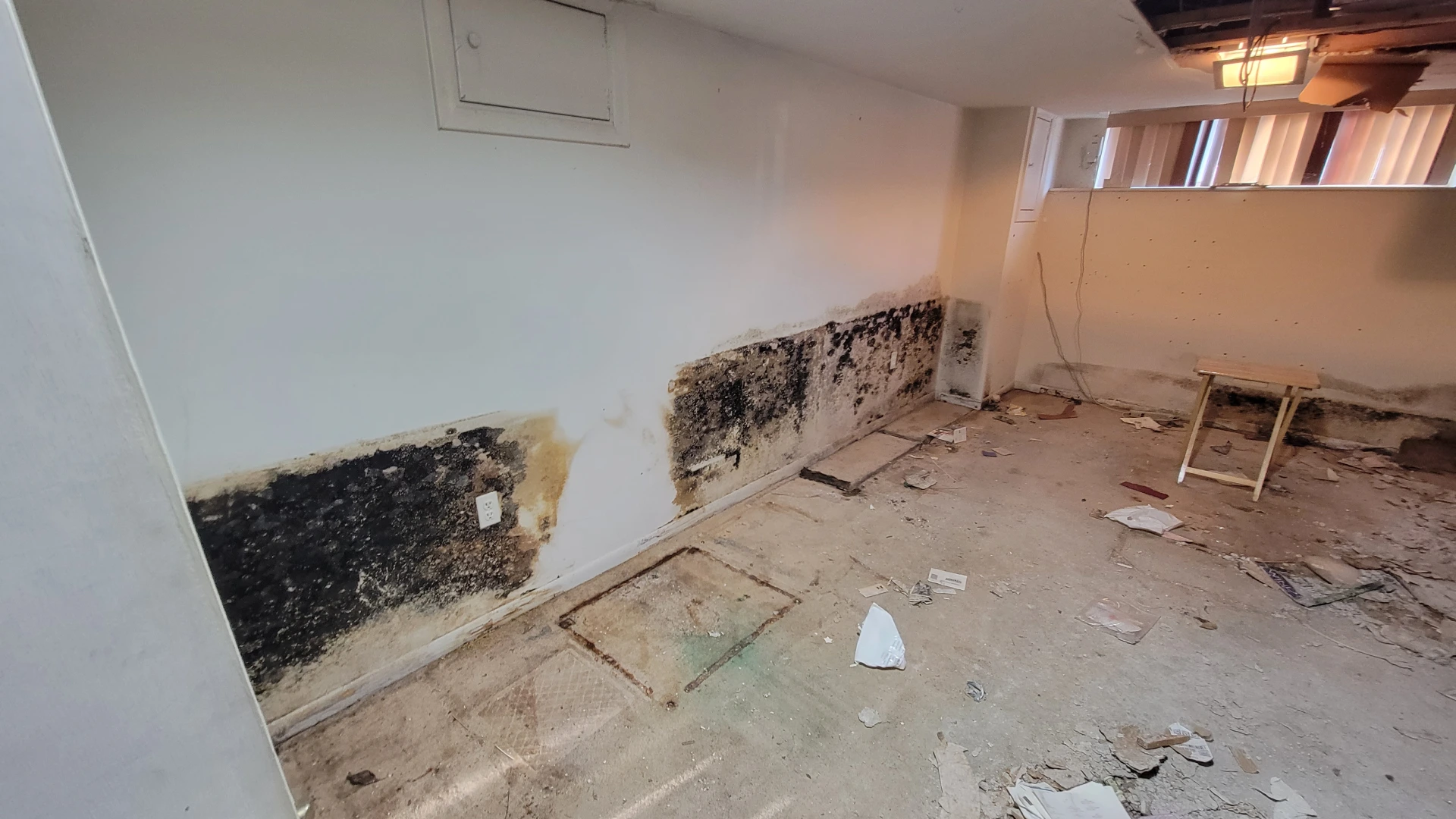 Commercial Property Mold Remediation in Vienna, Virginia